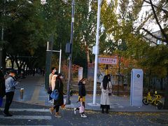 -三里屯东五街银杏大道