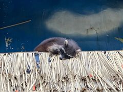 -栾川竹海野生动物园