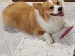 -派多格宠物·购宠(靛厂路店)