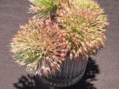 -美美九席·湖景餐厅(李公堤店)