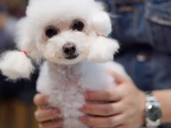 -PETKIT小佩宠物(昭化店)