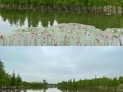 -白鹭湾湿地公园