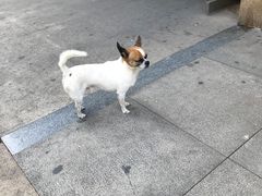 年糕-秦记香辣蟹(松榆里店)