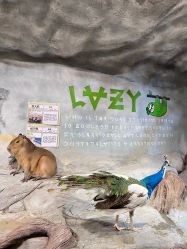 点击看大图 -Zoolung Zoolung动物主题公园(海信广场店)