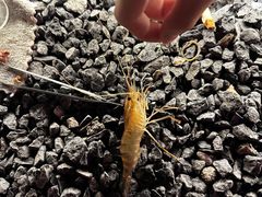 -DGE季风钓虾营地·团建·聚会