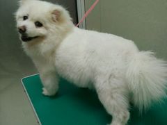 -北京观赏动物医院·24小时大型综合·猫专科·异宠专科