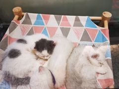-momokira米努特·德文卷毛猫·棉花面纱犬