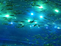 -成都浩海立方海洋公园