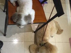 -Oh My Dog宠物沙龙(伊珊娜皮毛护理店)