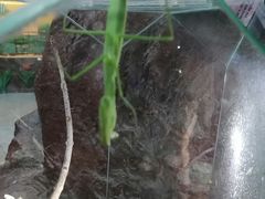 -上海大自然野生昆虫馆(东方明珠·爬宠昆虫探索中心)