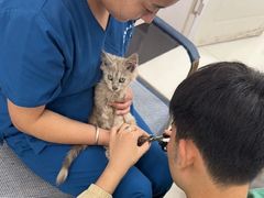 -派美特宠物医院·核磁CT·骨科肿瘤·疑难转诊(沈农禾丰店)