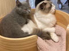 -屋虎猫馆(宝安大仟里店)