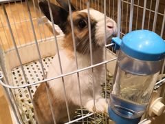 -猫猫幼稚园·撸猫·桌游·电玩