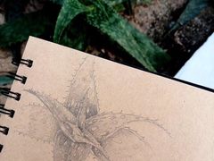 -深圳仙湖植物园-停车场