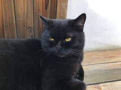 -喵屿·大理花园猫咖