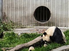 -卧龙中华大熊猫苑神树坪基地
