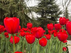 -洛阳郁金香牡丹园