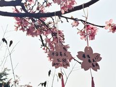 -狐尾山公园