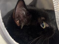 -宠物星动物医院·眼科·异宠·猫科(江南大道总院)