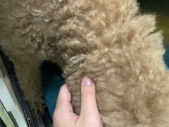 -瑞派康怡24h宠物医院·犬猫医疗中心·微创绝育(瑞景分院)