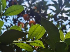 景点-橘子洲景区