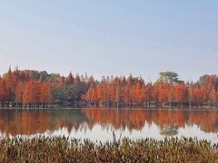 -白鹭湾湿地公园