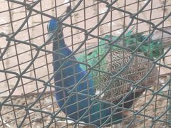 -北京鹿世界主题园