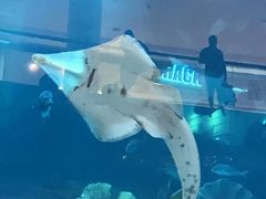 -亚特兰蒂斯水世界冒险乐园