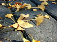 -三里屯东五街银杏大道