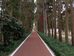 -上海长兴岛郊野公园