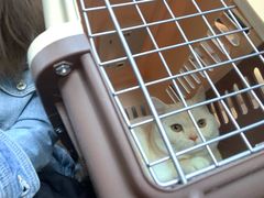 -萌兽医馆·犬猫专科·眼科中心·宠物医院(朝阳门分院)