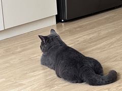 -喵zoo家庭繁育猫舍(尖东智能花园店)