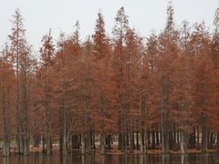 -白鹭湾湿地公园