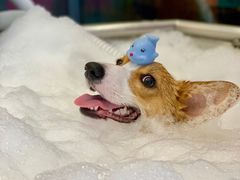 -PETKIT小佩宠物(古北店)