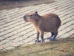-上海野生动物园