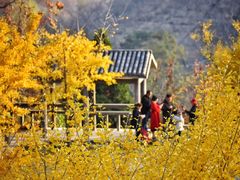 -遵化市禅林寺古银杏风景园