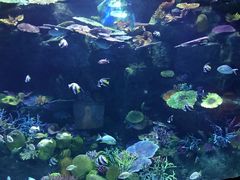 -暹罗海洋世界