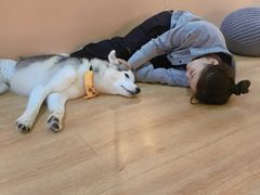 -Husky Go! 哈士奇体验馆·宠物咖啡厅狗咖