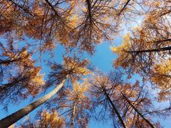 -硗碛藏寨·神木垒景区