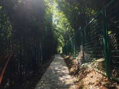 -潜山国家森林公园