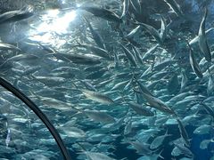 -上海海洋水族馆