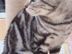 -CAT’S MEWSTAR CAFE·喵星球猫屋(晴湾咖啡店)