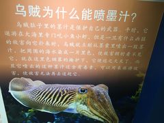 -上海海洋大学鱼文化博物馆(军工路校区)