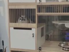 -1013 PET SHOP精品宠物商店(丁香店)