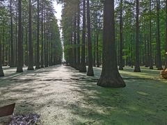 -渌洋湖湿地公园