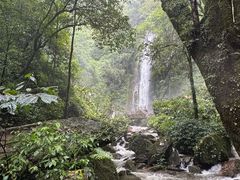 -莫里热带雨林景区
