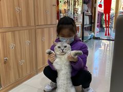 -喵百万·布偶·蓝金金渐层英短·猫舍(百子湾店)