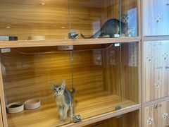 -猫十亿·布偶金渐层·曼基康矮脚猫舍(青年路店)