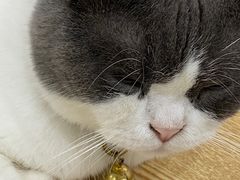 -李小姐の猫咖啡馆(五角场店)