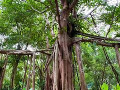 -中国科学院西双版纳热带植物园